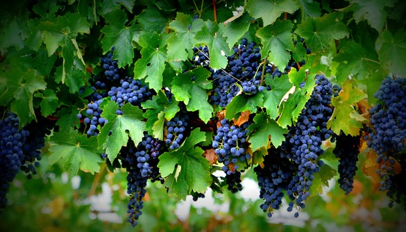 Vid de garnacha tinta